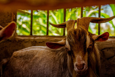 Close-up portrait of a goat 