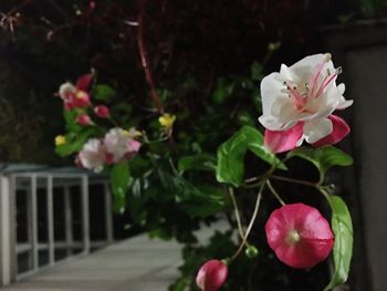 Close-up of pink flowers blooming outdoors