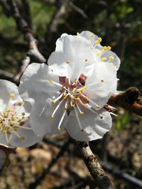 Close-up of white flowers