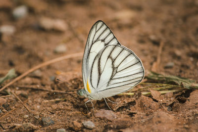 Close-up of butterfly on a field