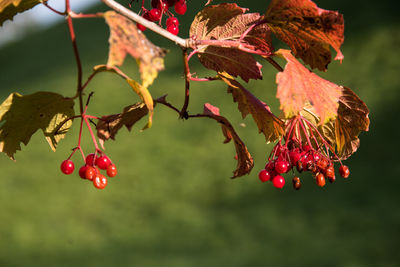 Close-up of berries on tree