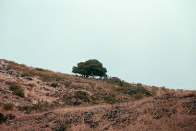 Trees on field against clear sky