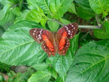 Close-up of butterfly on leaf
