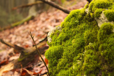 Close-up of lizard on tree