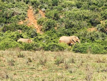 View of animal on field