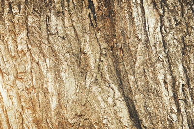 Full frame shot of tree trunk