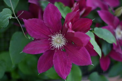 Close-up of pink flower