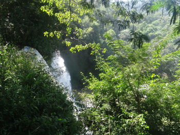 Scenic view of forest