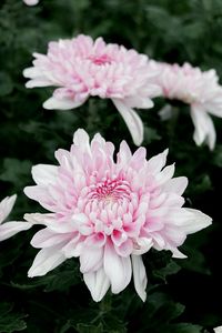 Close-up of pink dahlia flowers