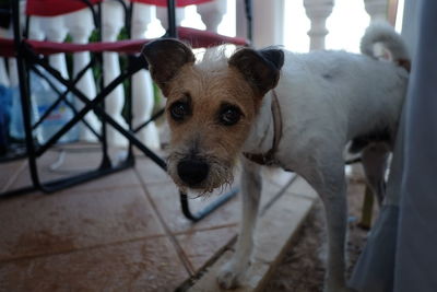 Close-up portrait of dog