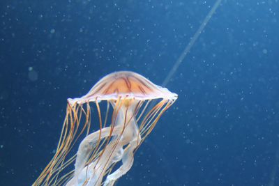 Close-up of jellyfish swimming in sea