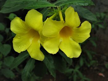 Close-up of yellow flower blooming outdoors