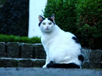 Portrait of cat sitting outdoors