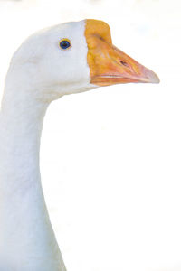 Close-up of swan