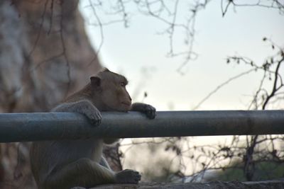 Close-up of monkey on tree branch