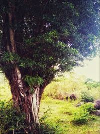 Trees on field in forest