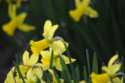 Close-up of yellow flowering plant