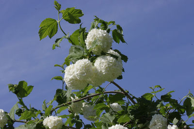 Low angle view of flowering plant against sky