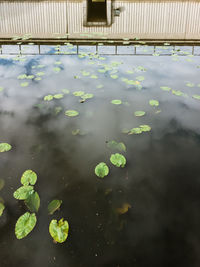 High angle view of ducks floating on water