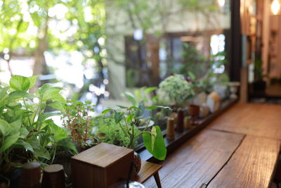 Close-up of potted plant on table