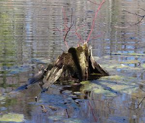 Trees in water