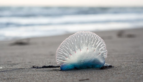 Close-up of seashell on beach