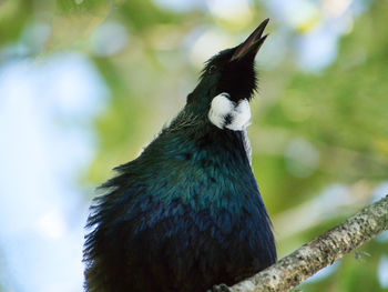 Close-up of bird perching on tree