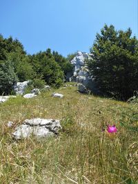 Scenic view of flowering trees on field against clear sky