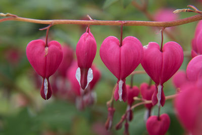 Close-up of bleeding haert flowering plants