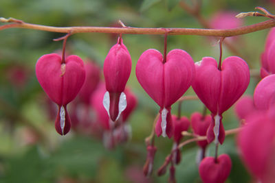 Close-up of a pink flower heart  