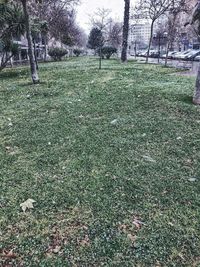 Close-up of grass and trees against sky