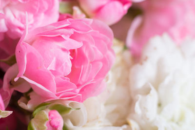 Close-up of pink flowers