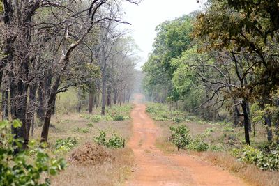 Dirt road amidst trees