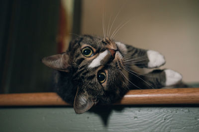 Close-up of kitten lying on floor