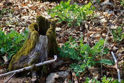 Close-up of plants growing by tree