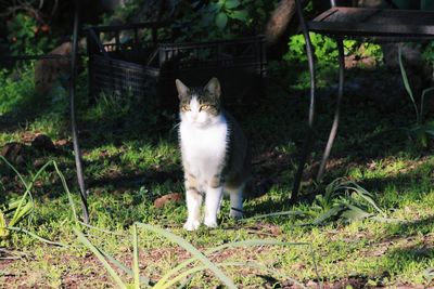 Portrait of cat on field in backyard