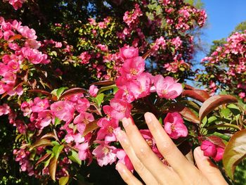 Close-up of pink flowering plants