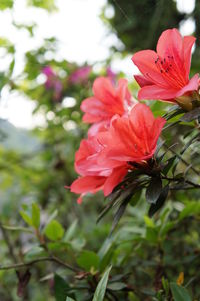 Close-up of pink hibiscus blooming outdoors