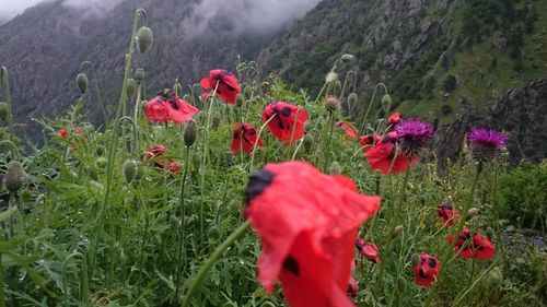Red poppies blooming on field against sky