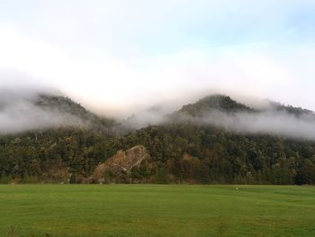 Scenic view of trees on field against sky