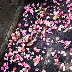Close-up of pink flowers