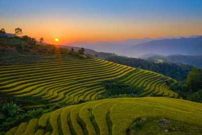 Scenic view of rice field against sky during sunset