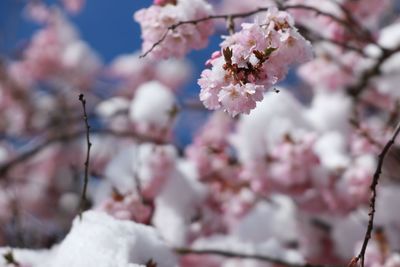 Close-up of pink cherry blossom