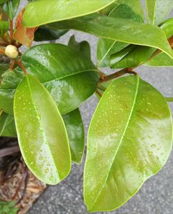 Close-up of fresh fruit on tree