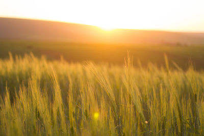 Scenic view of grassy field at sunset