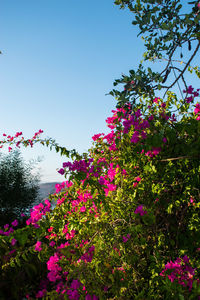 Low angle view of pink flowering plants against sky