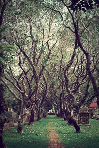 Treelined pathway along trees