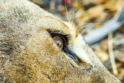 Close-up of animal eye