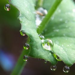 Close-up of raindrops on leaves