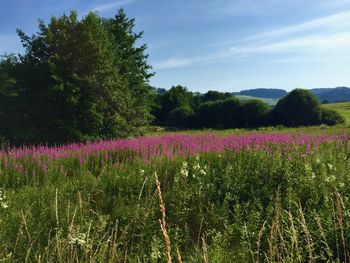 Scenic view of pink flowering trees on field against sky